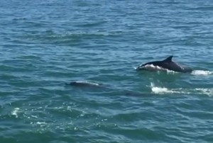 golden-state-moss-landing