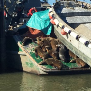 Moss-landing-sea-lions